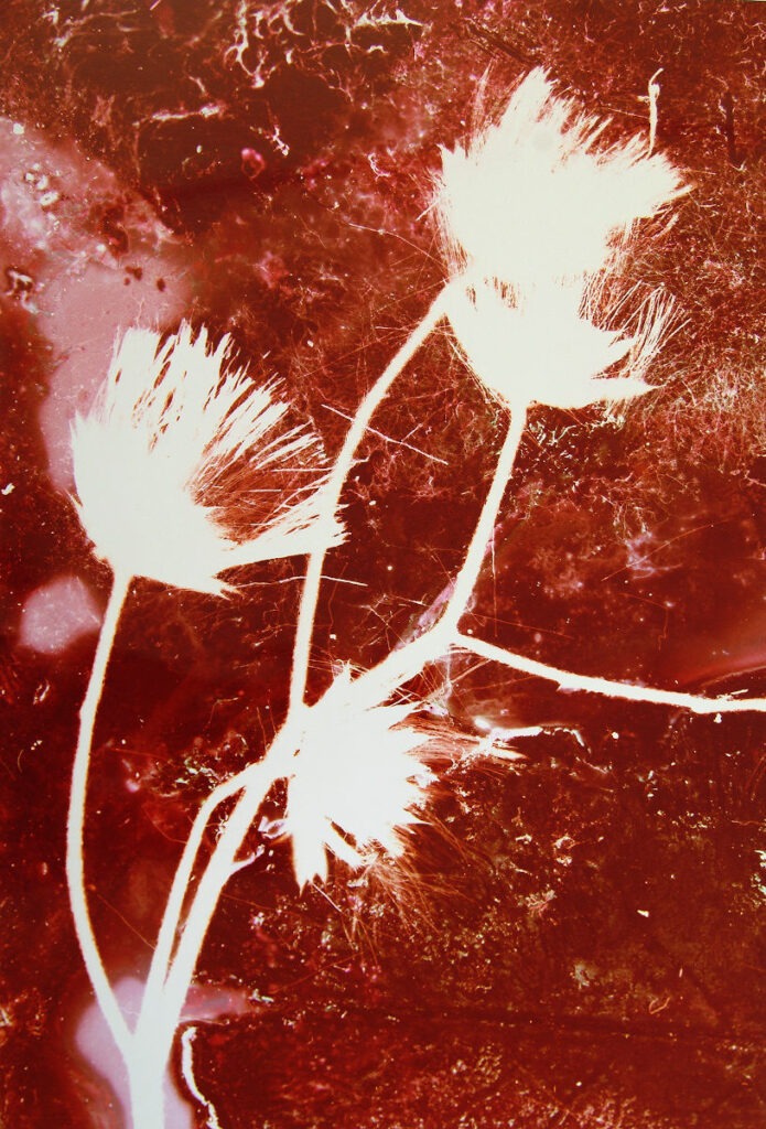 Renata Buziak-Grass I