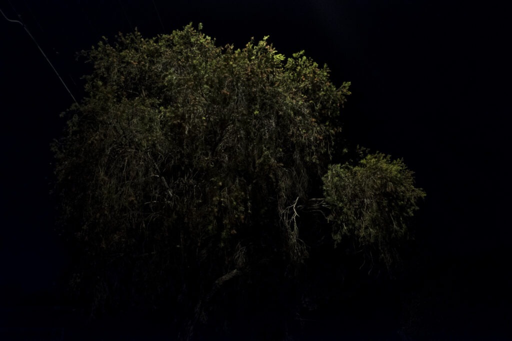 Lisa Kurtz - Untitled 2
