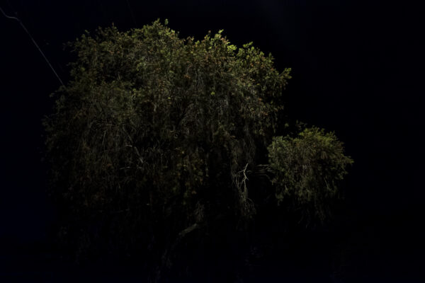 Untitled 2, from the series Luminaire