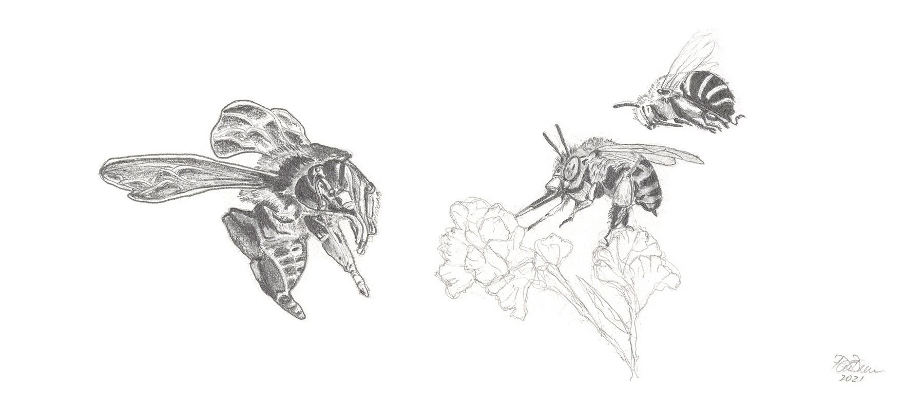 Bees-1 (from the 2021 Beehive Frames series)