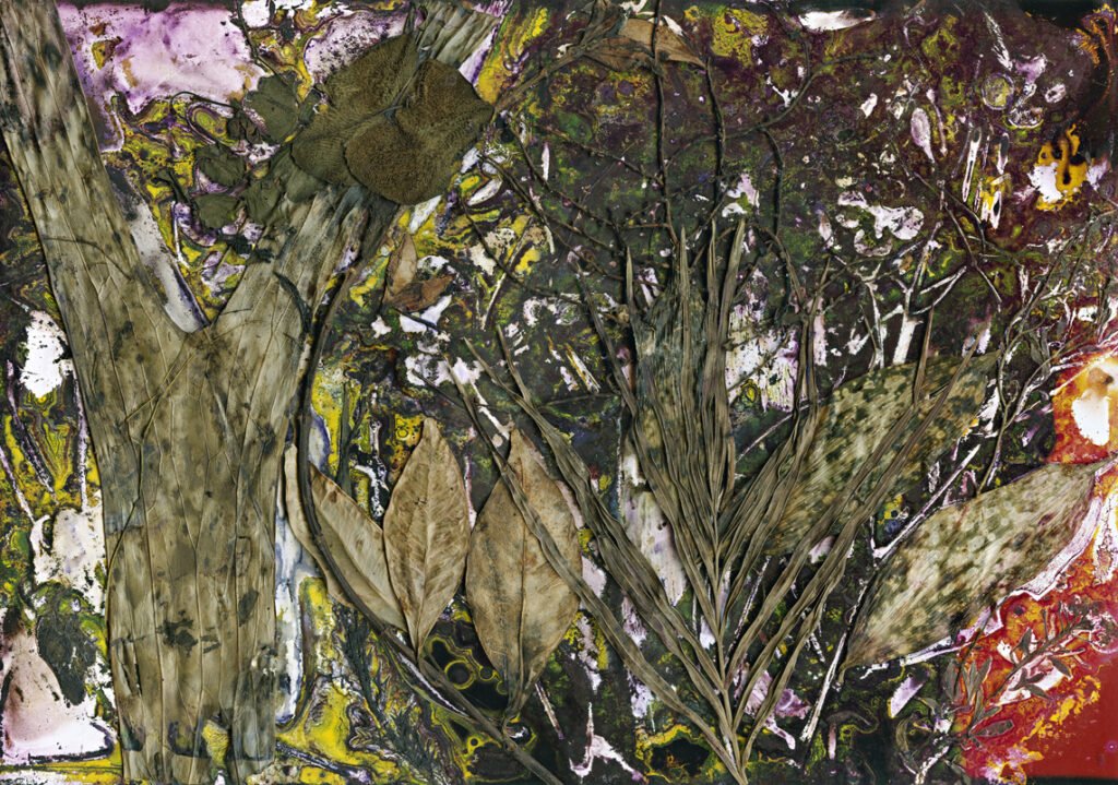 Renata Buziak's biochrome, My Love of Foliage, Jill (Everton Park)