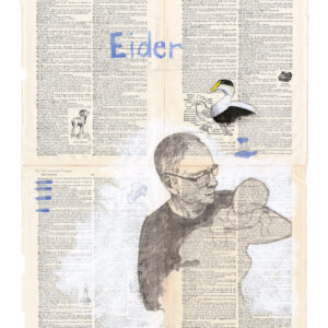 Eider (limited edition print)
