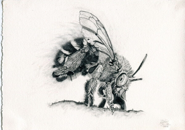 Peter Breen - Profile Bee
